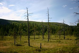 Landskap i Fulufjällets nationalpark.