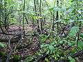 Lasley's Point (an archeological site where an Oneota village existed from 1200 to 1500 CE.), near Winneconne, in Wisconsin