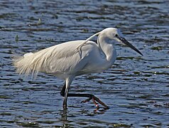 Photographie d’une aigrette blanche marchant dans l’eau.