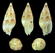 Mitrella moleculina, shell