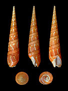 Oxymeris dimidiata (Orange Auger), Shell