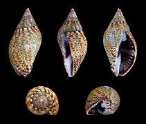 Pisania striata (Striate Pisania), Shell