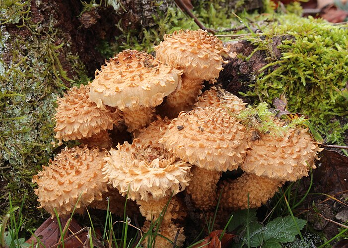 Чешуйчатка обыкновенная (Pholiota squarrosa)