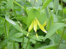 Uvularia grandiflora1.jpg