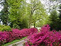 L'allée de Moniven, à l'ouest du château, en peine floraison des azalées 'Amoenum'.