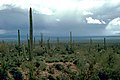 Saguaro Cactus in the Sonoran desert, Arizona USA.