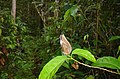 A butterfly also found in southern Brazil