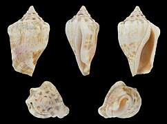 Canarium mutabile (Variable Stromb), shell