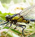 male, detail