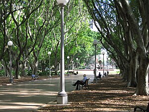 A Fig-lined avenue in Hyde Park.