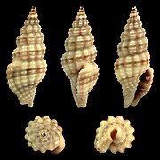 Lienardia grandiradula, shell