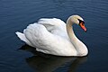 Mute swan