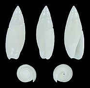 Olivella nivea (Snowy Dwarf Olive), shell