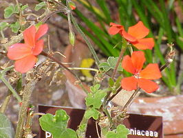 Pelargonium