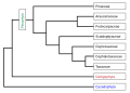 Image 36Phylogeny of the Pinophyta based on cladistic analysis of molecular data. (from Conifer)