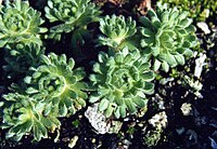 Saxifraga intricata