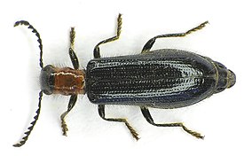 Жук Tillus elongatus