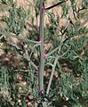 Russian thistle (Kali tragus), red-striped stems