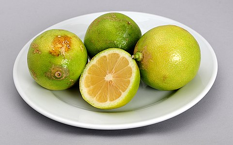 Lemons from organic farming