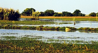 Bagna Bangweulu