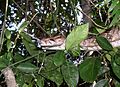 Abgottschlange (Boa constrictor)