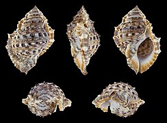 Bufonaria cavitensis, shell