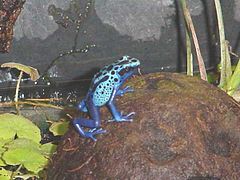 Dendrobates azureus