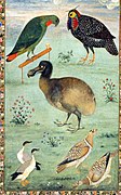 Dodo, d'Ustad Mansur (c. 1625)