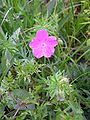 Geranium sanguineum