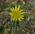 Goats beard (Tragopogon dubius) flower