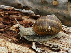 Parka vīngliemezis (Helix pomatia)