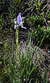 Western blue flag plant, in flower