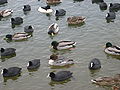 Blesshühner, Stockenten und Gänsesäger