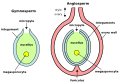 Óvulos (megagametófitos) de plantas: óvulo de ximnosperma á esquerda, óvulo de anxiosperma (dentro do ovario) á dereita.