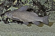 Synodontis cf. vanderwaali vom Kavango / Namibia