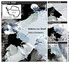 The Wilkins Ice Shelf