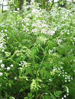 Koiranputkia (Anthriscus sylvestris) Japanissa.