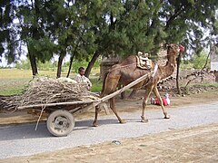 Верблюд, служащий тягловым животным[англ.] в Пакистане (2009)