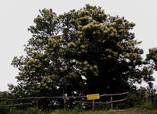 Ægte kastanje (Castanea sativa) på Monte Padrone, Korsika.