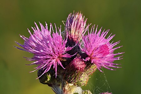 Cirsium palustre, by Iifar