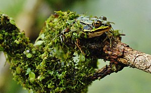 16. Platz: BenPfulli Neu! mit Frosch auf einem Ast im Bannwald „Pfrunger-Burgweiler Ried“, einem Naturwaldreservat südlich der Gemeinde Ostrach