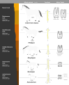 Image 20This image shows a representative sequence, but should not be construed to represent a "straight-line" evolution of the horse. Reconstruction, left forefoot skeleton (third digit emphasized yellow) and longitudinal section of molars of selected prehistoric horses (from Evolution of the horse)