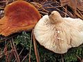 Lactarius proximellus