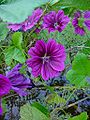 Malva sylvestris