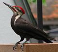 Pileated Woodpecker