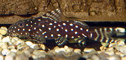 Perlhuhnwels, Synodontis angelicus, Jungtier