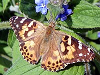 Tidselsommerfugl - Vanessa cardui