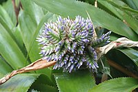 Aechmea serrata