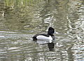 male, Ridgefield NWR