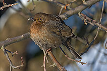 Blackbird female.jpg